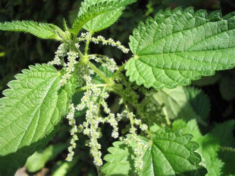  Urtica Dioica Fasern: Die Geheimwaffe für Hochwertige Biofasern und Nachhaltige Textilproduktion!